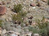 A Anza Borrego Desert 011